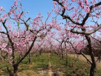 各地賞花經(jīng)濟(jì)興起，這些月季苗木又火了一把