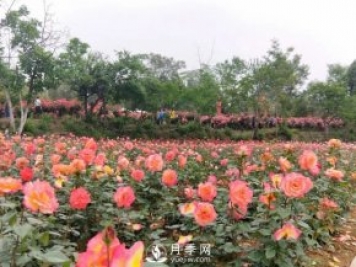 2021四川綿陽百萬醉美月季花海藝術(shù)節(jié)，4月15日盛大開幕有福利