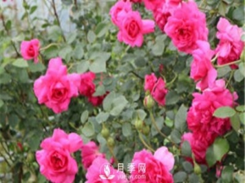 大游行用來做花墻，不錯(cuò)的選擇！