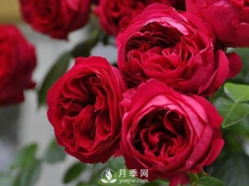 藤本月季龍沙寶石，非常受花友歡迎！