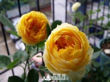 金絲雀月季葉黃長斑掉葉咋辦？