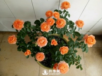 剛買回來的月季花在封閉陽臺(tái)怎么養(yǎng)好？