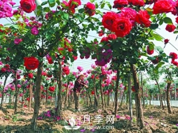 新品“月季樹”為北京市花添色彩，居然引種自南陽內(nèi)鄉(xiāng)