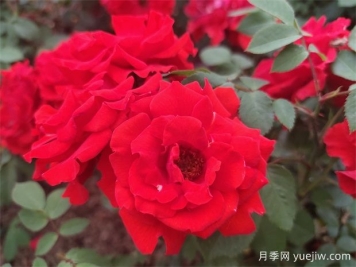 花中皇后月季，文化韻味長(zhǎng)存