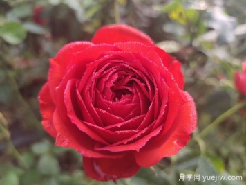 月季的特性、品系、價(jià)值、花語(yǔ)