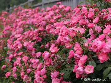 金華職院月季花墻，校園美麗多彩