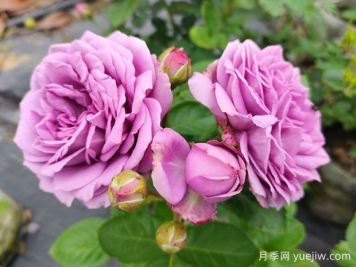 8首最美月季花古詩(shī)，春天賞花品詩(shī)