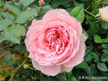 非常值得養(yǎng)的6種月季花，花美抗病四季開花