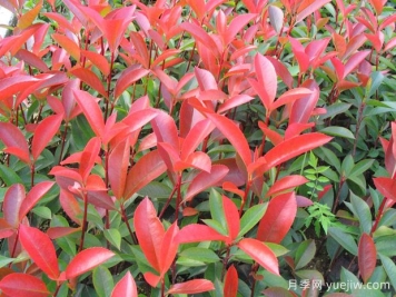 紅葉石楠每平方種植多少棵？