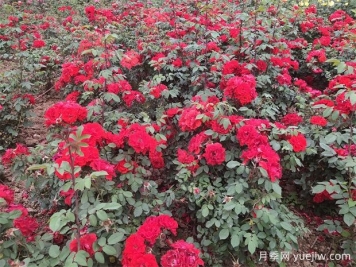 花卉專家論劍萊州月季產業(yè)