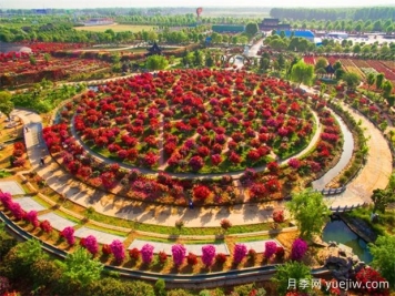 南陽(yáng)三大月季園，賞花游園指南請(qǐng)收好！