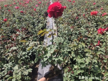 種植月季為什么要施肥？