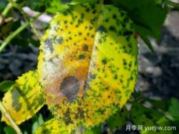 月季銹病用什么藥效果好？