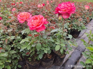 月季苗什么時候種植最好？春秋種月季注意點