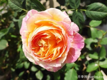 莫奈月季的優(yōu)缺點(diǎn)是什么？介紹