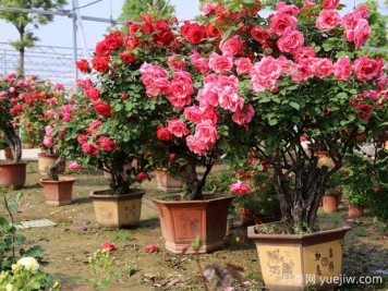 ?樹狀月季春季花后修剪攻略，復(fù)花靠剪