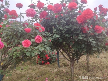 喬木、灌木、藤本植物養(yǎng)護技術(shù)規(guī)范