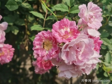 盛開在古詩(shī)詞中的薔薇