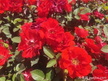 常用的花壇花卉有哪些？