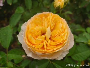 朱麗葉月季的優(yōu)缺點(diǎn)是什么？，花友的經(jīng)歷分享