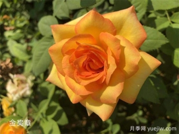 金獎?wù)略录緝?yōu)缺點？適合新手養(yǎng)護嗎？