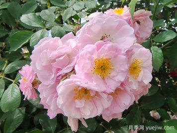 薔薇詩(shī)在唐朝，唐朝薔薇詩(shī)匯總