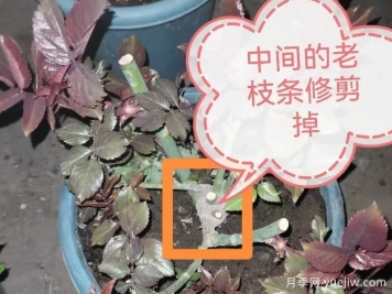月季怎么抹芽？詳細(xì)教程來(lái)啦，照著做，爆花很簡(jiǎn)單