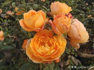 陽(yáng)臺(tái)上最好養(yǎng)的月季，不是果汁陽(yáng)臺(tái)