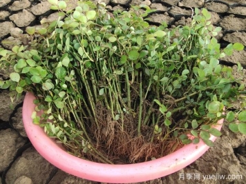月季花扦插小竅門：教你如何輕松培育出茂盛的花朵！