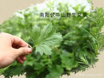 第七屆中國艾產(chǎn)業(yè)發(fā)展大會將于5月12日在南陽舉辦