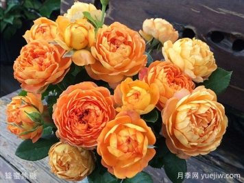 薔薇、玫瑰、月季你怎么看？