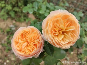 朱麗葉月季的優(yōu)缺點(diǎn)是什么？