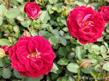 四季開(kāi)花的盆栽植物推薦