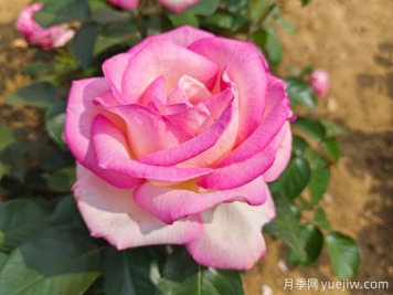 月季花語(yǔ)，朋友圈里的浪漫祈愿