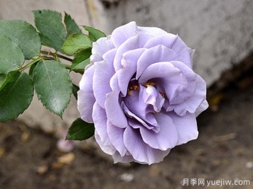 轉(zhuǎn)藍月季