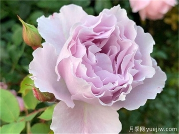 推薦20款日本藍紫色月季品種，稀缺藍