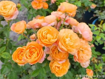 沒(méi)院子不能養(yǎng)月季花？小型月季照樣美爆陽(yáng)臺(tái)！