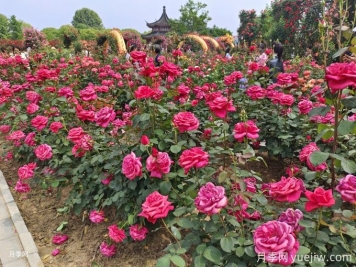 月季開(kāi)花了還要追肥嗎？花蕾期該用什么肥？