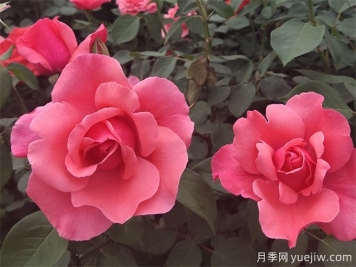 把月季養(yǎng)死，那是這8個(gè)坑一定踩過(guò)！
