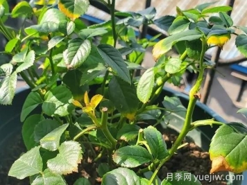 月季水害與肥害區(qū)分？常見月季黃葉原因