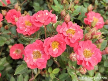 微型月季花（鉆石月季）怎么養(yǎng)？