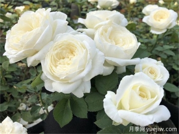 盤點(diǎn)10款白色系月季，不容錯(cuò)過(guò)的經(jīng)典