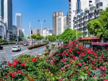 合肥樹狀月季大道，大朵月季扮靚城市風(fēng)景