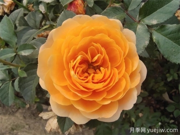 最適合陽臺養(yǎng)的10種月季，開花超級多！