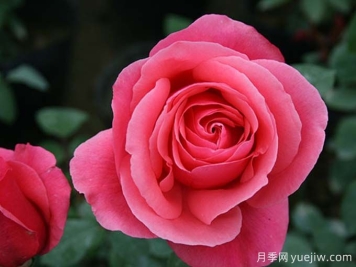月季名片，四季常春月季花