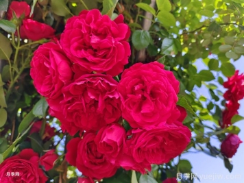 實(shí)用的養(yǎng)花技巧，適合養(yǎng)殖月季花