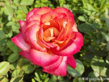 88個花卉基本知識點，必須收藏