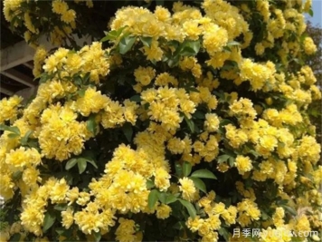 養(yǎng)一棵黃木香，花朵嬌艷，香氣醇厚