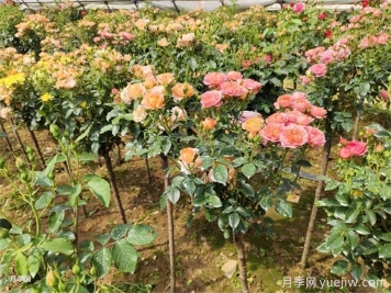 怎么正確給月季花澆水？月季澆水要避免四種情況