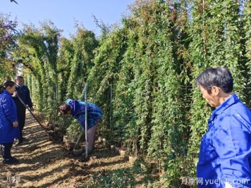 想讓藤本月季快速開滿墻，秋季應(yīng)該如何做？